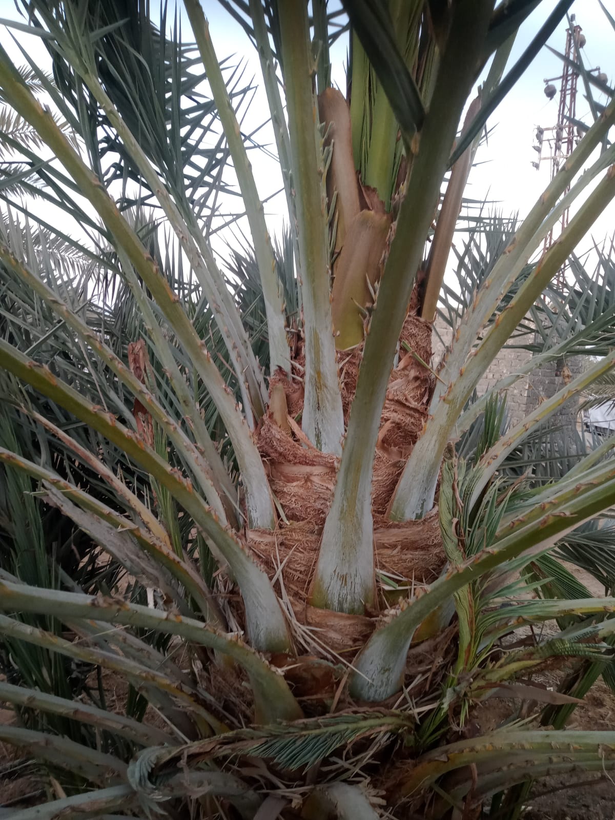 WhatsApp Image 2026-01-18 at 12.09.04 PM