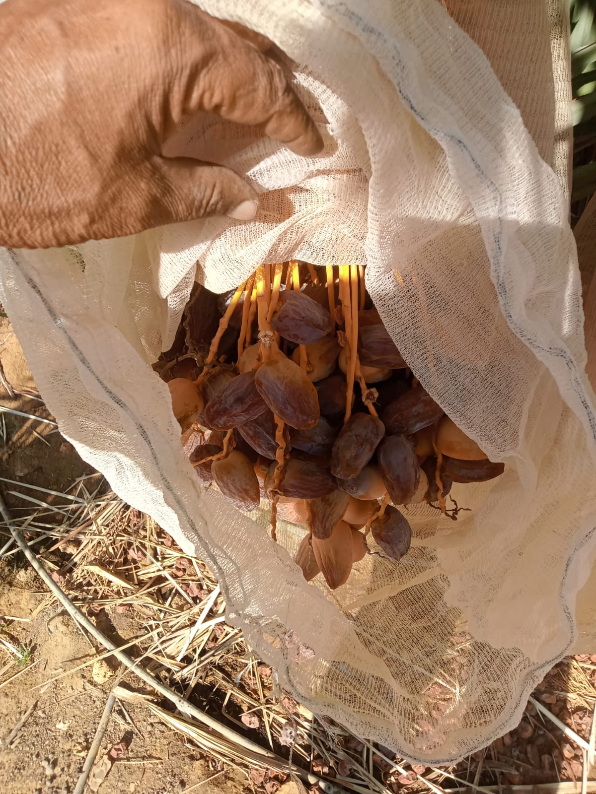 WhatsApp Image 2026-01-18 at 12.09.16 PM (1)