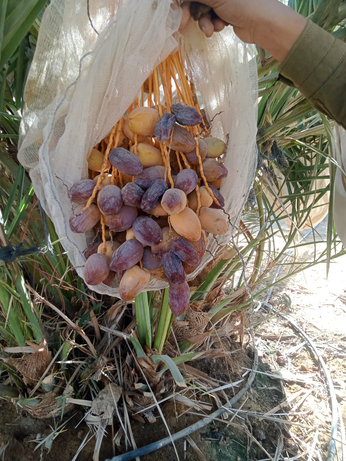 WhatsApp Image 2026-01-18 at 12.09.16 PM (2)